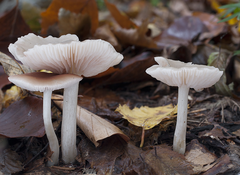 Entoloma nidorosum